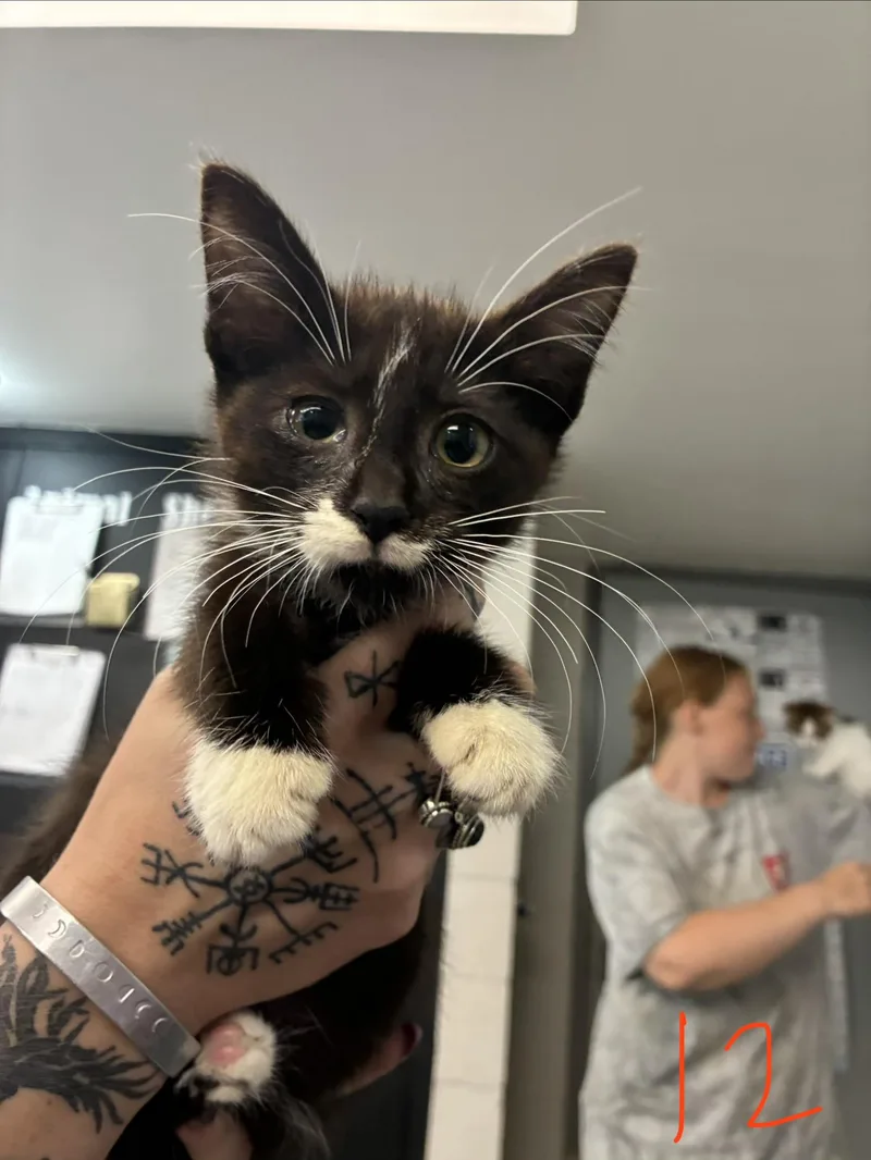 A baby medium-sized male Brown / Chocolate Domestic Short Hair cat named Nitro for adoption in Caro, MI