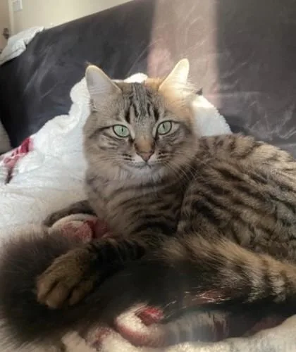 An adult small-sized female Domestic Medium Hair cat named Mrs. Whiskers for adoption in Pleasanton, CA