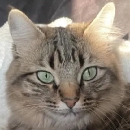 Mrs. Whiskers thumbnail 2