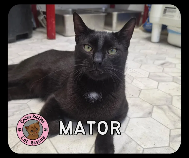 An adult large-sized male Domestic Short Hair cat named Mator for adoption in Hershey, PA