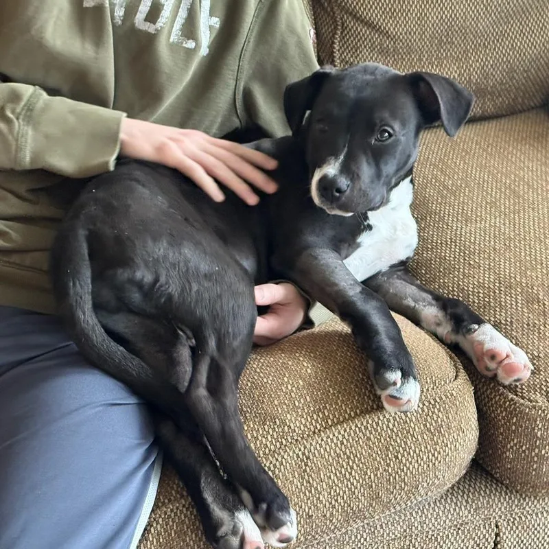 A baby small-sized male Black Mixed Breed dog named Charlie for adoption in Hopkinton, MA