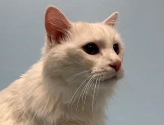 A senior small-sized male Domestic Long Hair cat named Butters for adoption in Golden Valley, MN