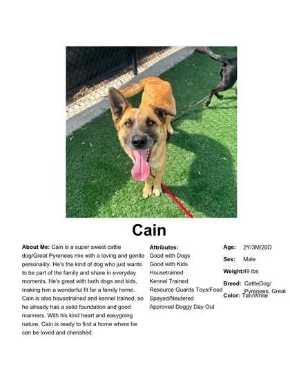 Cain