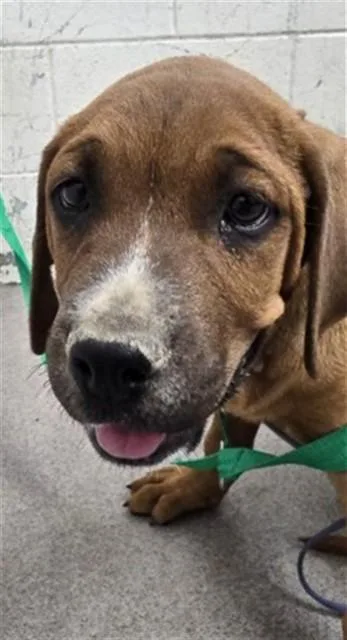 A baby large-sized male Mastiff dog named Legacy for adoption in San Bernardino, CA
