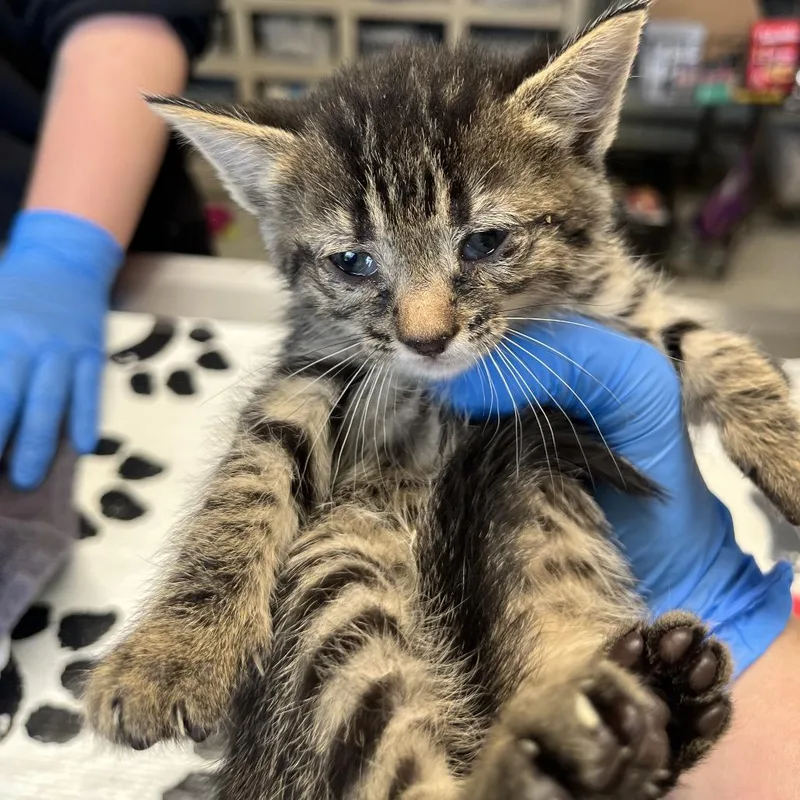 A baby small-sized female Brown / Chocolate American Shorthair cat named Raiden for adoption in Mount Juliet, TN