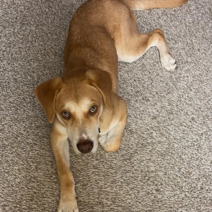 A young medium-sized male Yellow / Tan / Blond / Fawn Labrador Retriever dog named Cooper for adoption in Overland Park, KS