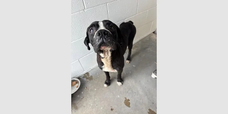 A senior medium-sized male Tricolor (Brown, Black, & White) Boxer dog named Peele for adoption in Hewitt, TX