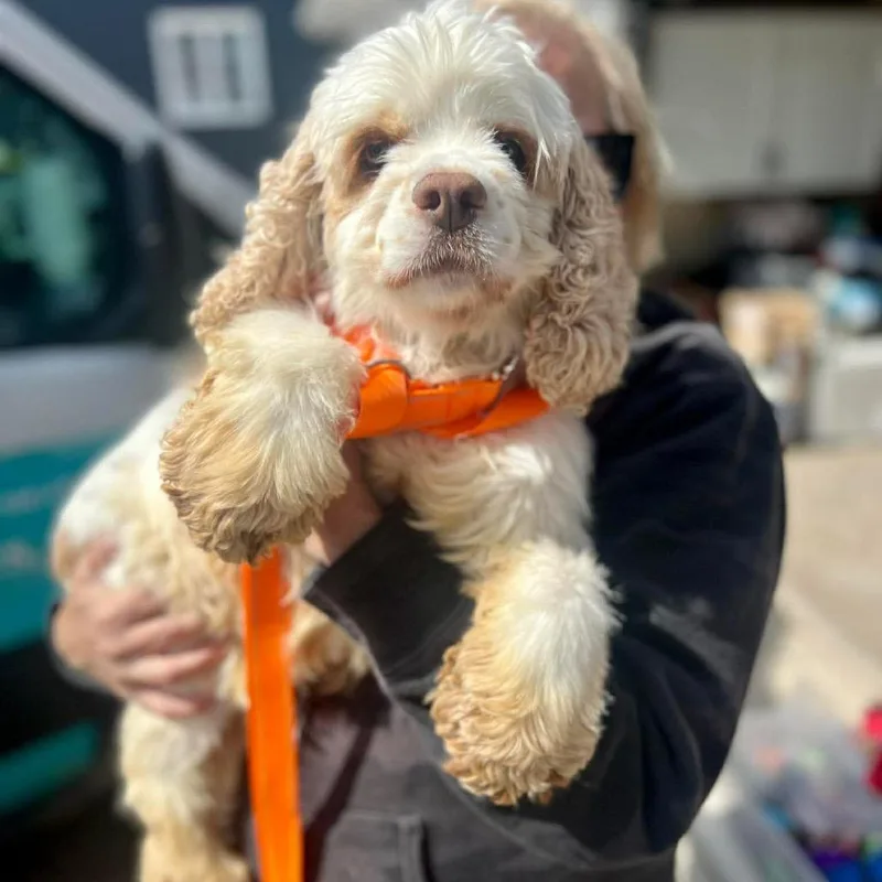 An adult small-sized female White / Cream Cocker Spaniel dog named Tokyo for adoption in St. Charles, IL