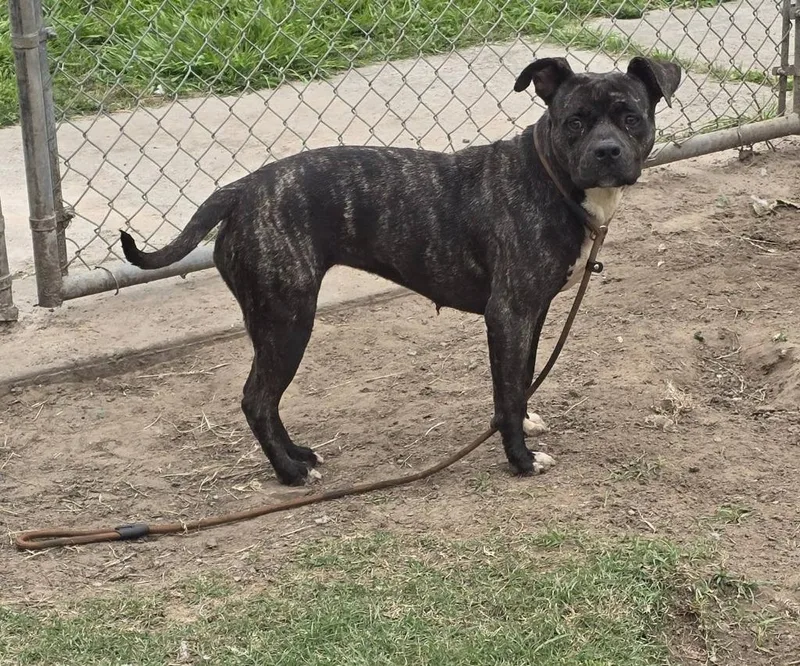 A young medium-sized female Pit Bull Terrier dog named Brindle Pit for adoption in Humble, TX