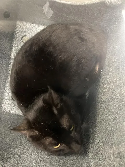 A young medium-sized male Domestic Short Hair cat named Polo for adoption in Dallas, TX