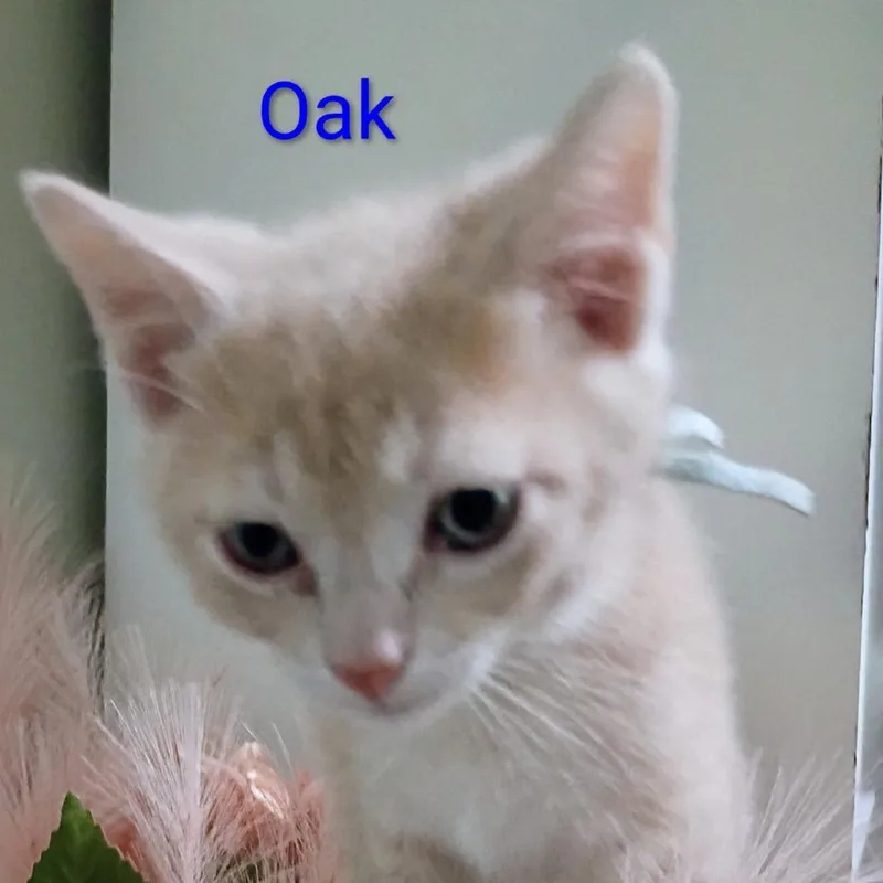 A baby small-sized male Buff / Tan / Fawn Domestic Short Hair cat named Oak for adoption in Carmel, IN