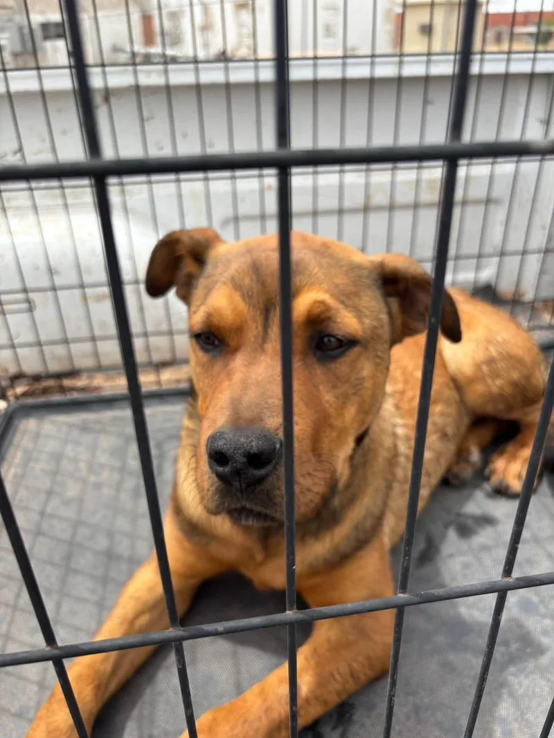 A young medium-sized male Brown / Chocolate Hound dog named Bruno Mars for adoption in Oregon, WI