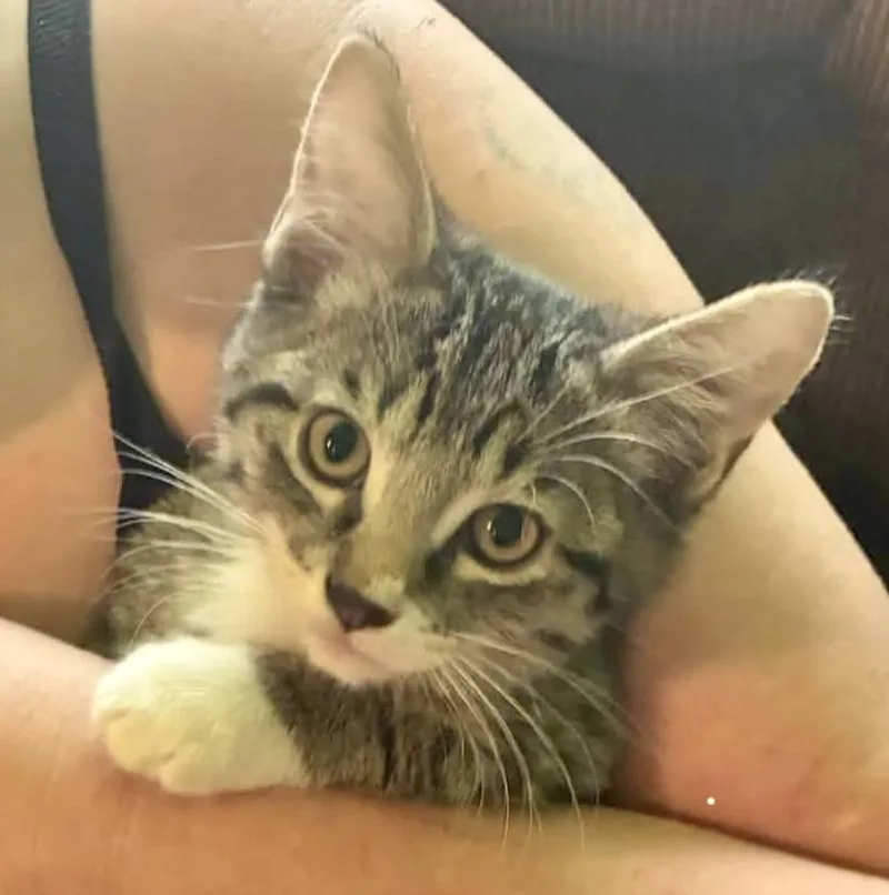 A baby medium-sized male Tabby (Gray / Blue / Silver) Domestic Short Hair cat named Levi for adoption in Pocatello, ID