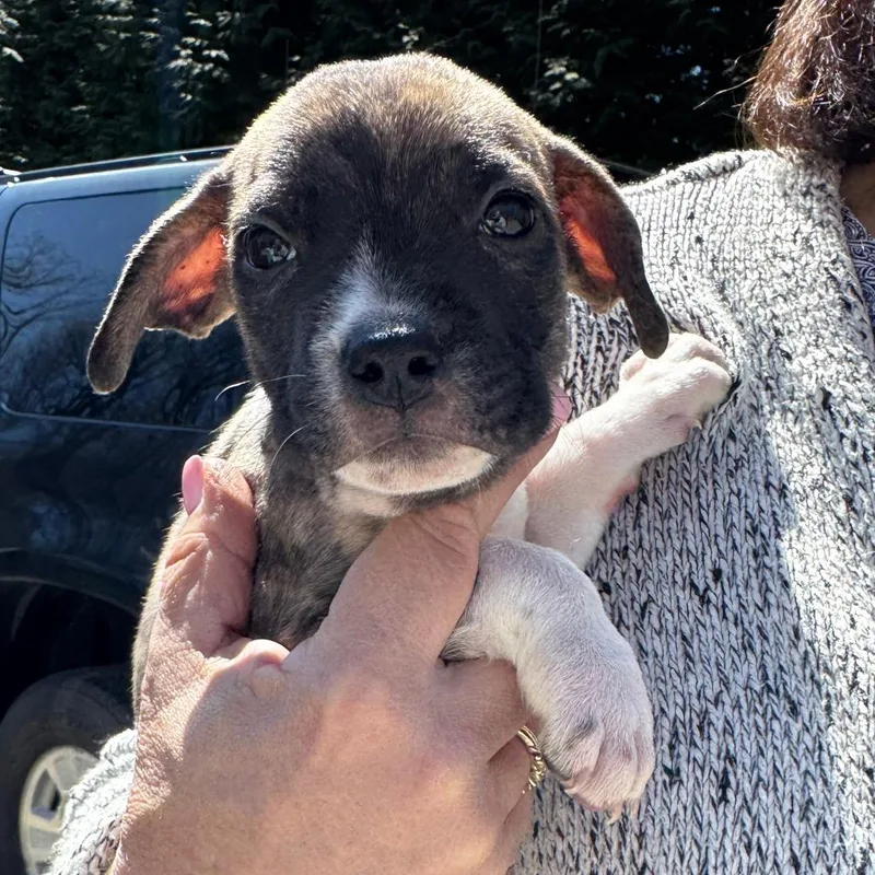 Ny Bert Avail Apr thumbnail 3