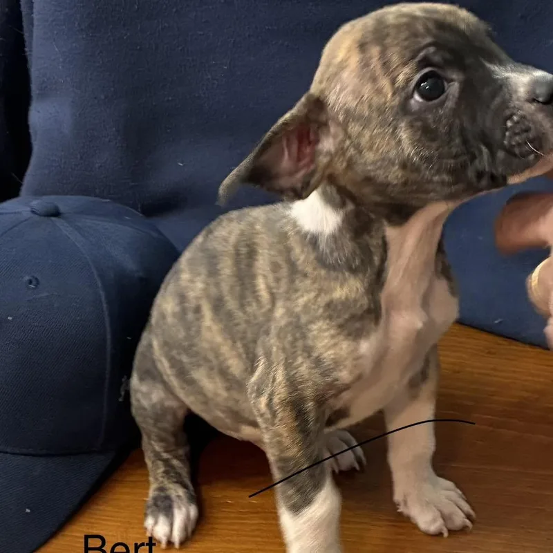 Ny Bert Avail Apr thumbnail 4