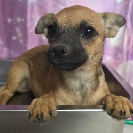 A baby small-sized female Chihuahua dog named Crewly for adoption in Fort Collins, CO