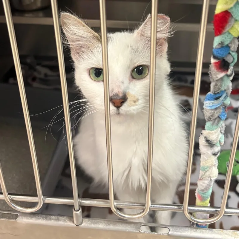 An adult medium-sized female White Domestic Medium Hair cat named Luna for adoption in Springfield, IL