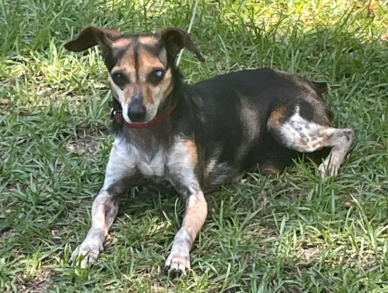 An adult small-sized male Tricolor (Brown, Black, & White) Chihuahua dog named Willie for adoption in Irmo, SC