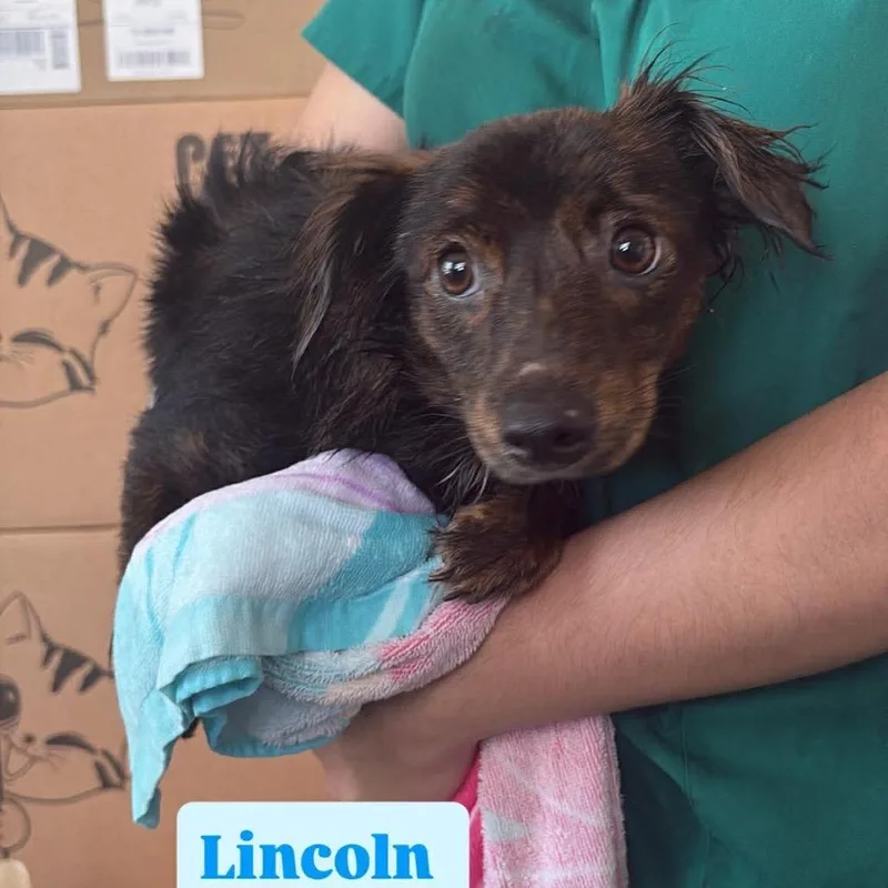 A young small-sized male Brown / Chocolate Chihuahua dog named Lincoln for adoption in Tampa, FL