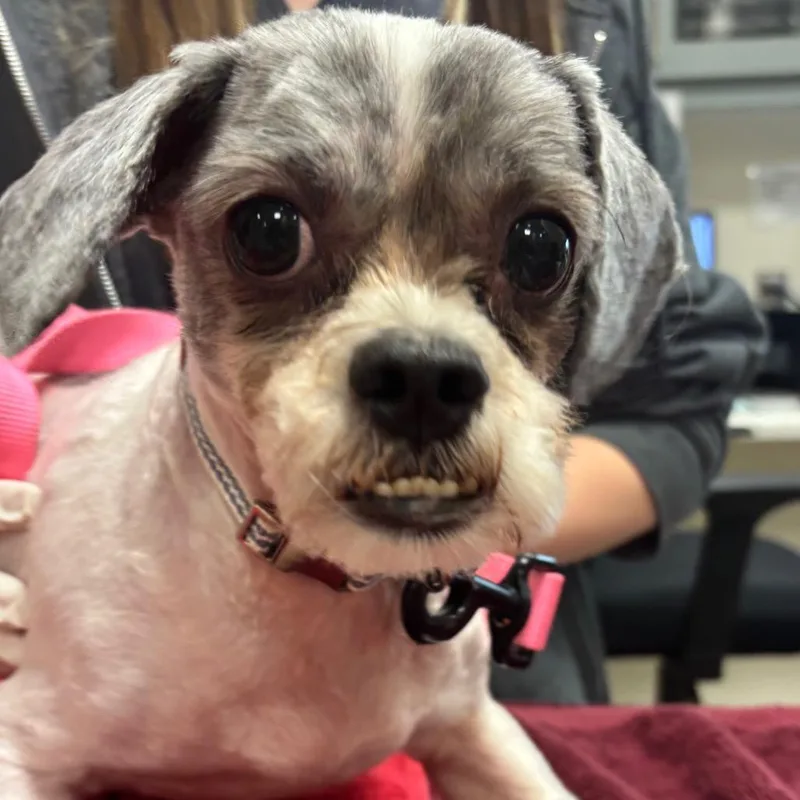 A senior small-sized male White / Cream Mixed Breed dog named Crepe for adoption in Jacksonville, FL