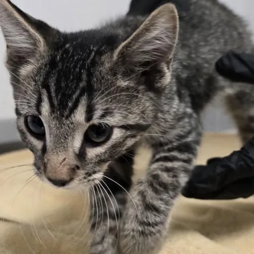 A baby small-sized male Brown / Chocolate Domestic Short Hair cat named Clue for adoption in Austin, TX