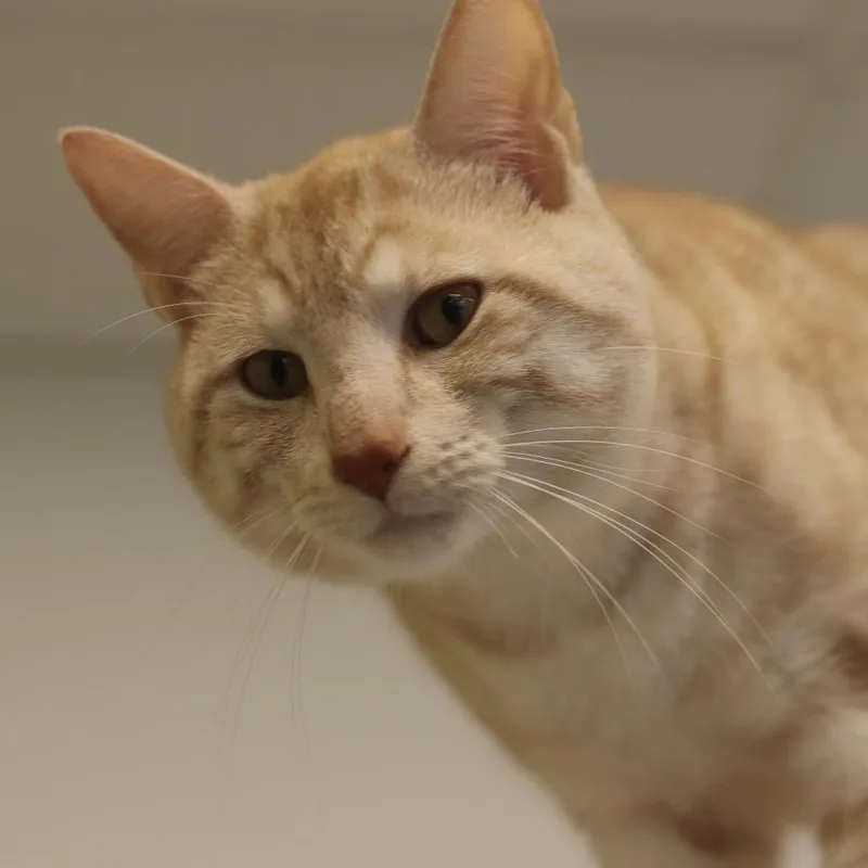 An adult large-sized male Orange / Red Domestic Short Hair cat named Tigger for adoption in Wheeling, IL