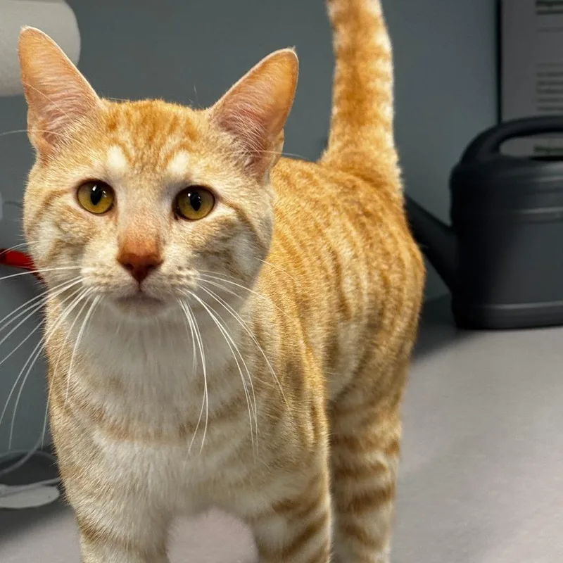Tigger thumbnail 2