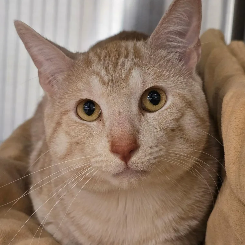 Tigger thumbnail 3