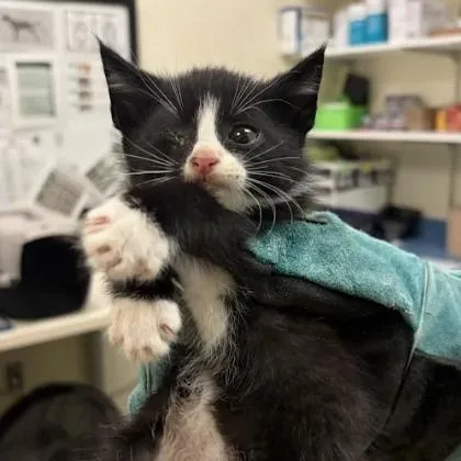 A baby small-sized male Black Domestic Short Hair cat named South Boston for adoption in Lynchburg, VA