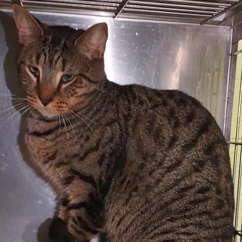 An adult large-sized male Brown / Chocolate Domestic Short Hair cat named Lion for adoption in Dayton, OH