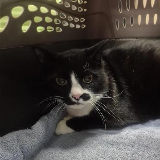 An adult large-sized male Black Domestic Short Hair cat named Remus for adoption in Tacoma, WA