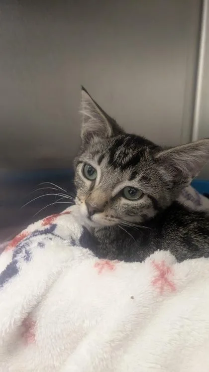 A baby small-sized female Domestic Short Hair cat named Europa for adoption in Sacramento, CA