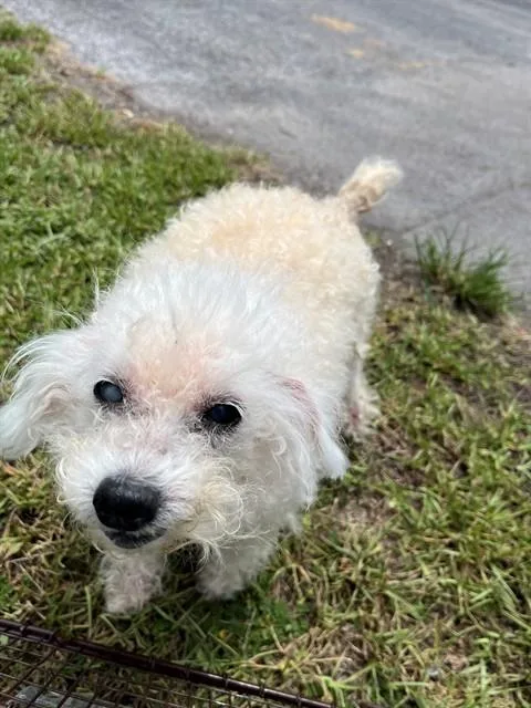 Mimi