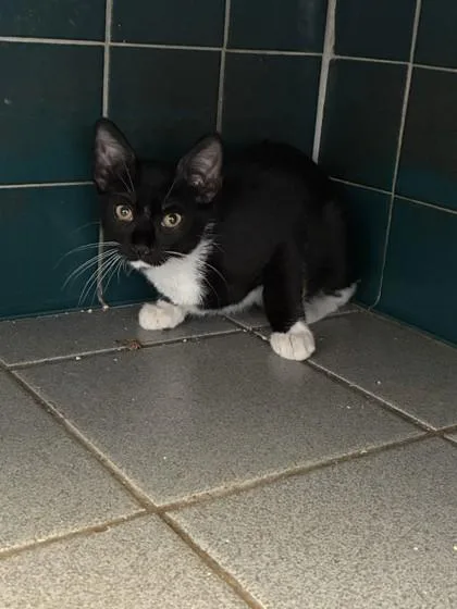 A baby small-sized male Domestic Short Hair cat named Ferb for adoption in Honolulu, HI