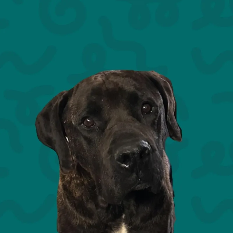 Frankie thumbnail 2
