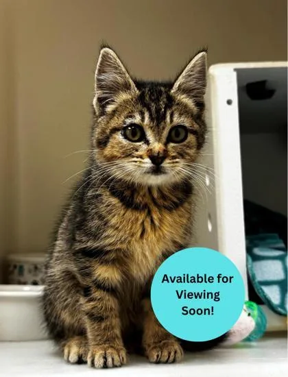 A young small-sized female Domestic Short Hair cat named Tiger for adoption in Kalispell, MT
