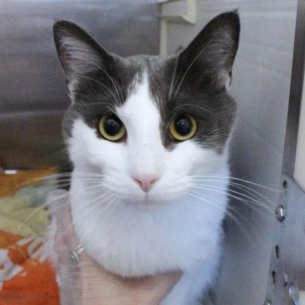 An adult small-sized male Domestic Short Hair cat named Milo for adoption in Des Moines, IA