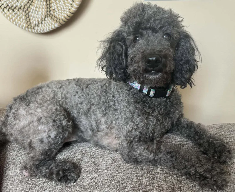 An adult small-sized female Bichon Frise dog named Princess Jasmine for adoption in Germantown, OH