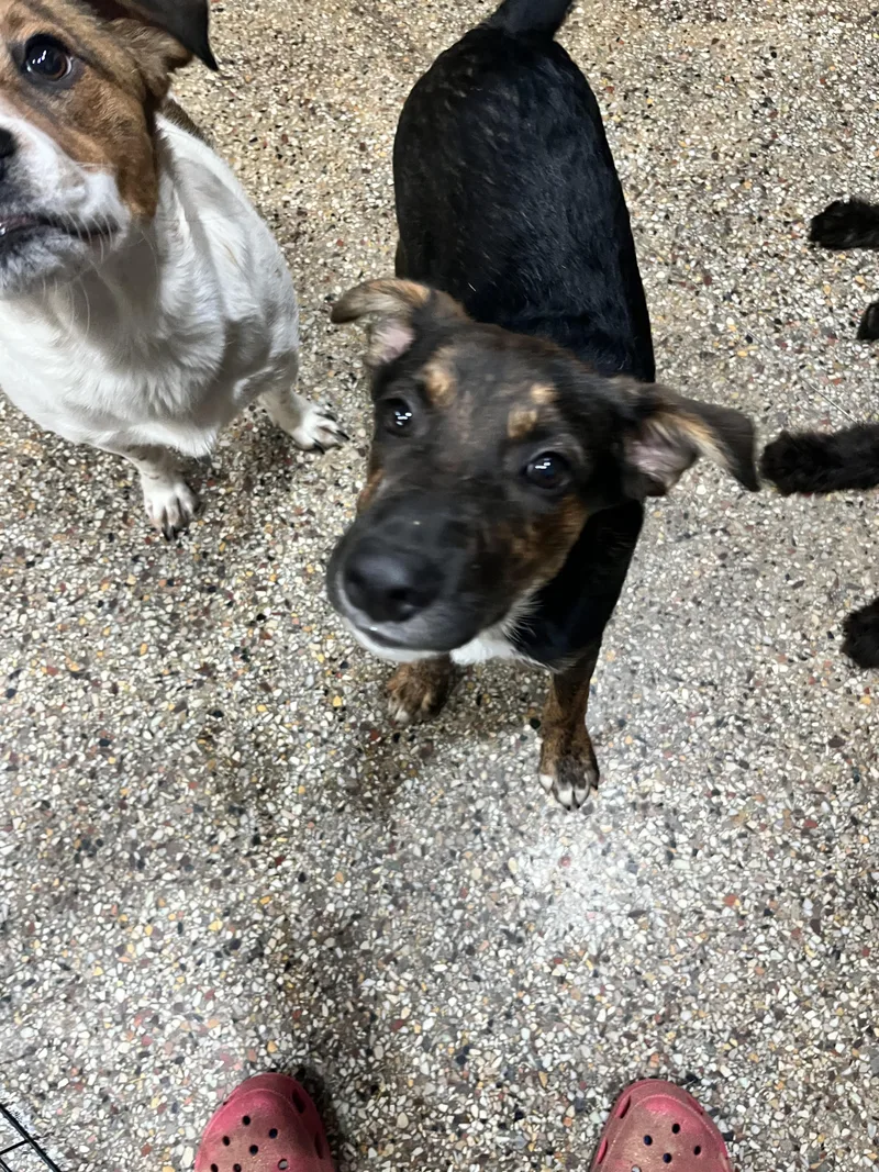 A baby medium-sized male German Shepherd Dog dog named Simon for adoption in Winder, GA