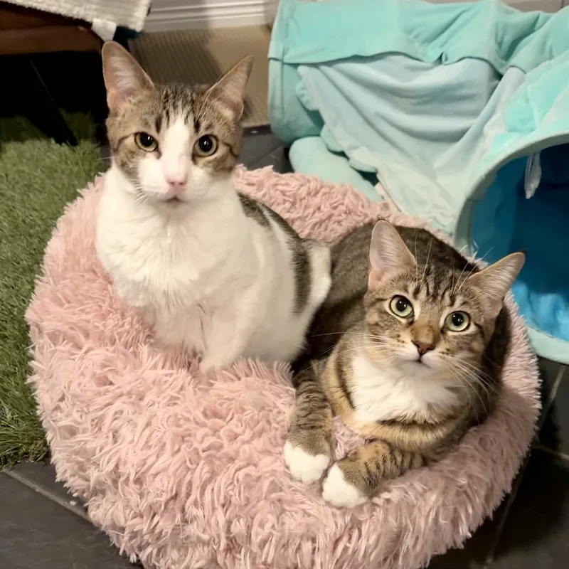 Josephine Felv+ thumbnail 2