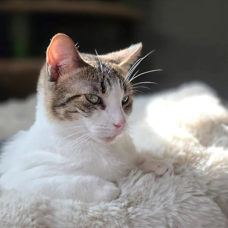 Josephine Felv+ thumbnail 3