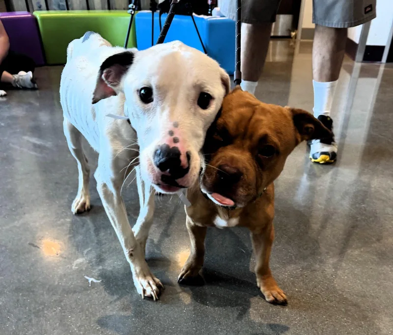 An adult medium-sized male Pointer dog named Snoopy for adoption in Houston, TX
