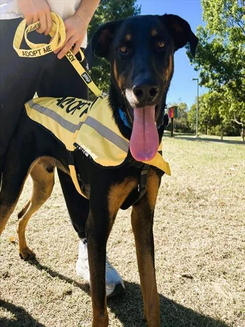 A young large-sized male Mixed Breed dog named Max for adoption in Dallas, TX