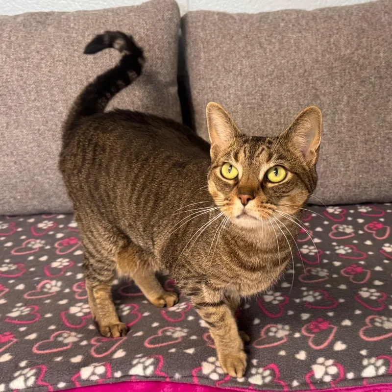 An adult large-sized female Brown / Chocolate Domestic Short Hair cat named Ice Spice for adoption in Easton, PA