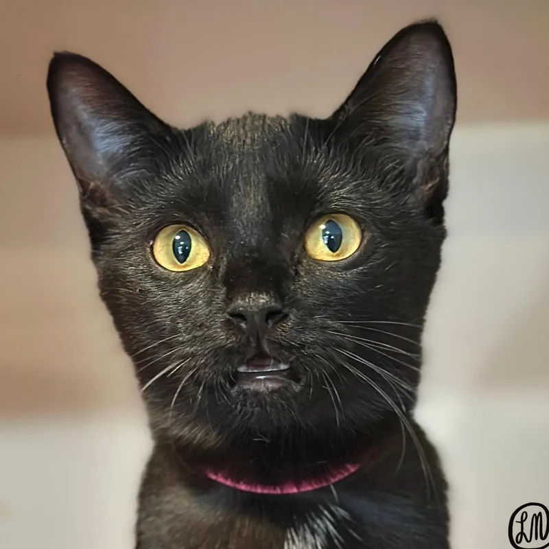 A young medium-sized female Black Domestic Short Hair cat named Winnie for adoption in Victor, NY