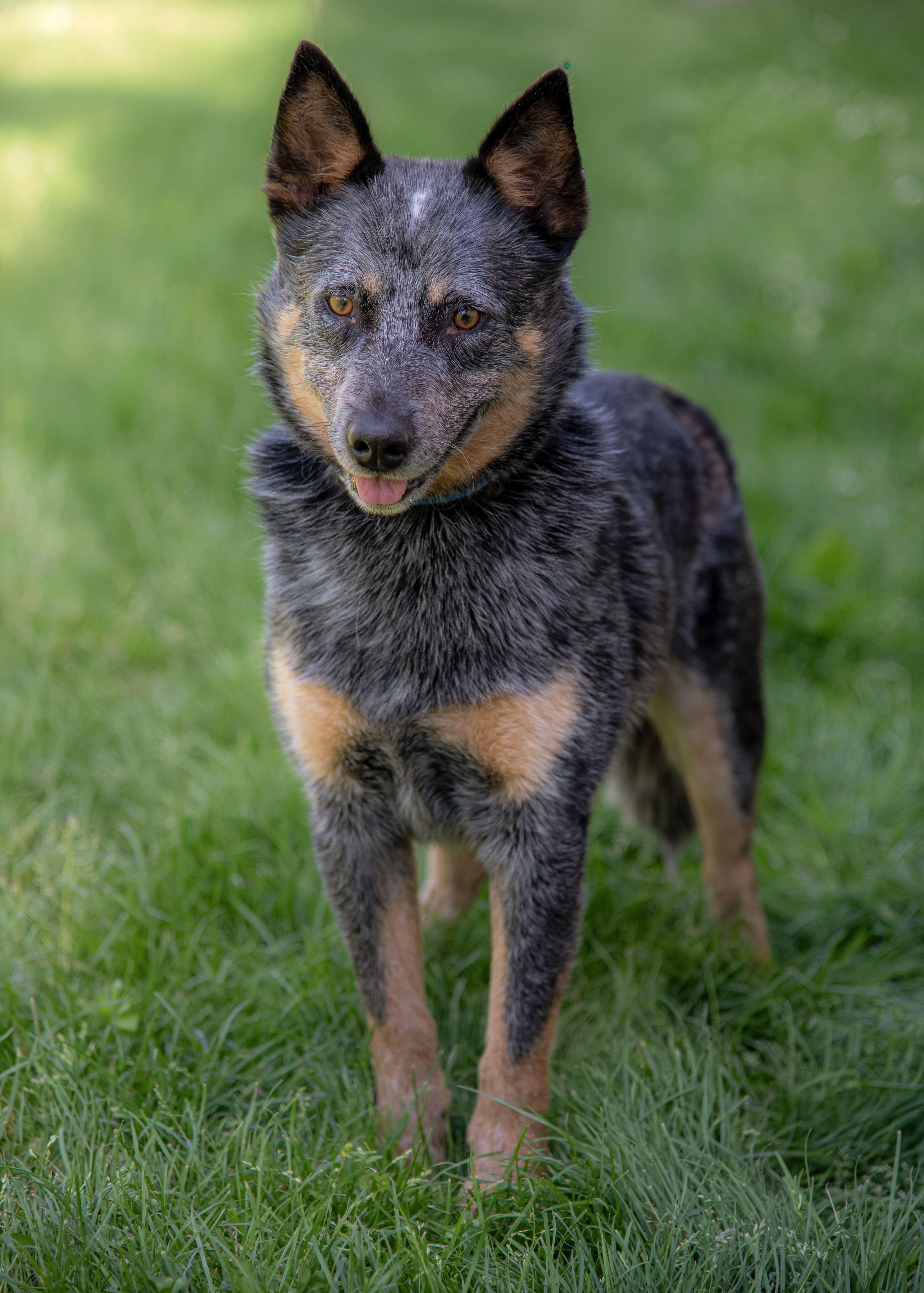 An adult medium-sized male Tricolor (Brown, Black, & White) Australian Cattle Dog / Blue Heeler dog named Merlin for adoption in Nashville, TN