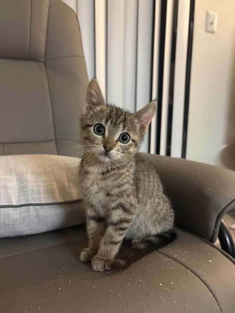 A baby small-sized female Tabby (Brown / Chocolate) Domestic Short Hair cat named Needle for adoption in tucson, AZ