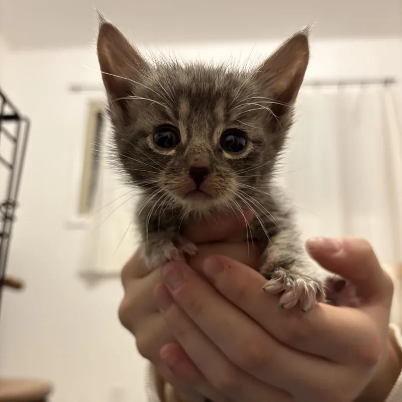 A baby small-sized male Domestic Short Hair cat named Mignon for adoption in Bellingham, WA