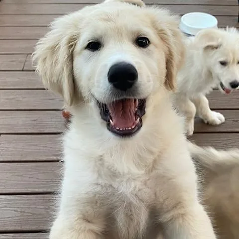 A baby large-sized male Apricot / Beige Great Pyrenees dog named Duff for adoption in Brockport, NY