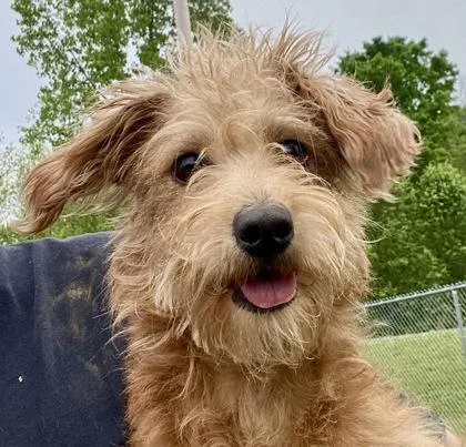 A young small-sized female Yellow / Tan / Blond / Fawn Scottish Terrier dog named Haley for adoption in Glasgow, KY